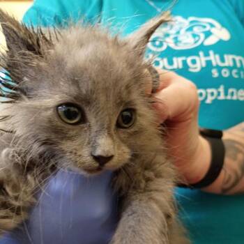 Domestic Medium Hair Cats Available for Adoption in Lynchburg, Virginia - Koko | PetCurious