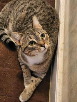 Rescue Domestic Short Hair Cats for Adoption in Lumberton, North Carolina - Emma | PetCurious