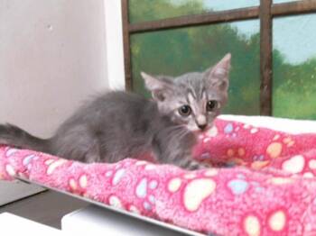 VANESSA -  Domestic Short Hair Cat for Adoption in Houston, Texas - VANESSA | PetCurious
