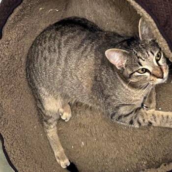Domestic Short Hair Cats Available for Adoption in League City, Texas - Paul | PetCurious