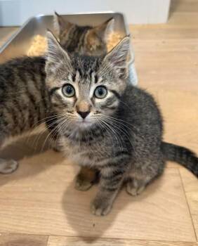 Domestic Short Hair Cats Available for Adoption in New York, New York - Barney | PetCurious