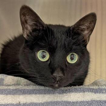 Nina -  Domestic Short Hair Cat Available for Adoption in Falmouth, Massachusetts - Nina | PetCurious