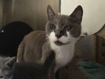 PEBBLE -  Domestic Short Hair Cat for Adoption in Martinez, California - PEBBLE | PetCurious