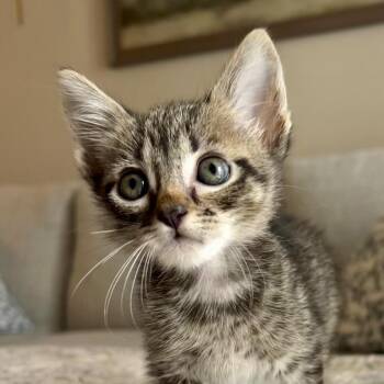 Zip Tie 11 -  Domestic Short Hair Cat for Adoption in Austin, Texas - Zip Tie 11 | PetCurious