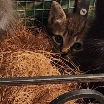 Mango -  Domestic Short Hair Cat for Adoption in West Palm Beach, Florida - Mango | PetCurious