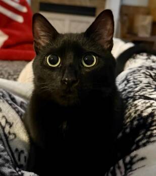 Chester -  Domestic Short Hair Cat for Adoption in Fayetteville, North Carolina - Chester | PetCurious