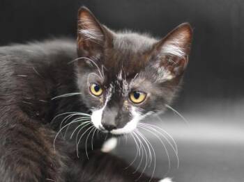 Orca -  Domestic Short Hair Cat for Adoption in Portland, Oregon - Orca | PetCurious