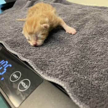Candy Corn -  Domestic Short Hair Cat for Adoption in Pasadena, California - Candy Corn | PetCurious