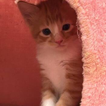 Marmalade -  Domestic Short Hair Cat for Adoption in League City, Texas - Marmalade | PetCurious