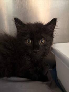 Salt -  Domestic Short Hair Cat for Adoption in Pomona, New York - Salt | PetCurious