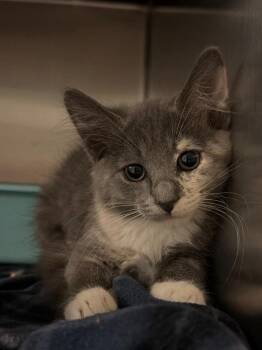 Rodeo Clown -  Domestic Short Hair Cat for Adoption in Ocala, Florida - Rodeo Clown | PetCurious