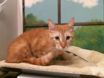 A2083471 -  Domestic Short Hair Cat for Adoption in Houston, Texas - A2083471 | PetCurious