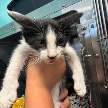 Pawl -  Domestic Short Hair Cat for Adoption in Lake Jackson, Texas - Pawl | PetCurious