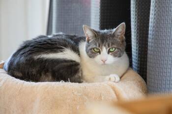 American Shorthair and Domestic Short Hair Cats Available for Adoption in Napa, California - Sage | PetCurious