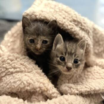 Domestic Short Hair Cats Available for Adoption in Dallas, Texas - Merlot | PetCurious