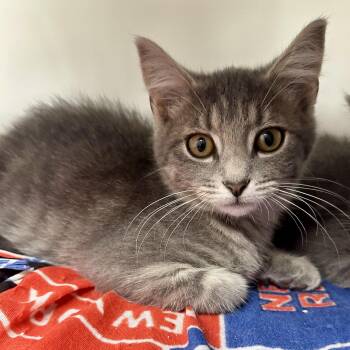 Captain America -  Domestic Short Hair Cat for Adoption in Reisterstown, Maryland - Captain America | PetCurious