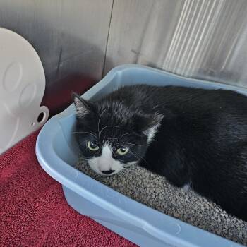 Tuxie -  Domestic Short Hair Cat for Adoption in Burlington, Ontario - Tuxie | PetCurious