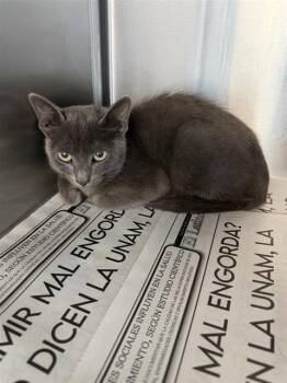MIMI -  Domestic Short Hair Cat for Adoption in San Antonio, Texas - MIMI | PetCurious