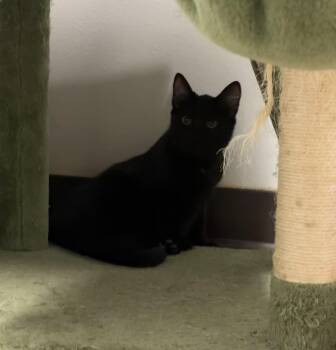 Rescue Domestic Short Hair Cats for Adoption in Mineral Point, Wisconsin - Triumph | PetCurious