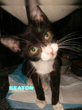 Keaton -  Domestic Short Hair Cat for Adoption in Shrewsbury, Massachusetts - Keaton | PetCurious