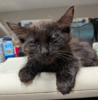 Tootsie Roll -  Domestic Long Hair and Domestic Short Hair Cat for Adoption in Missoula, Montana - Tootsie Roll | PetCurious