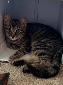 Rescue Tabby Cats for Adoption in Glen Raven, North Carolina - PERRY | PetCurious