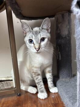 Frostine -  Siamese Cat for Adoption in Laguna Niguel, California - Frostine | PetCurious
