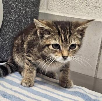 Marble -  Domestic Short Hair Cat for Adoption in Nashville, Tennessee - Marble | PetCurious
