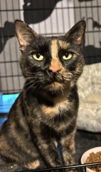 Rescue Tortoiseshell and Domestic Short Hair Cats for Adoption - Frieda | PetCurious