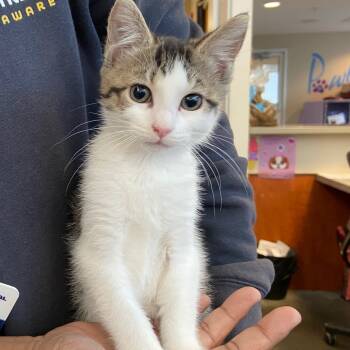 Rescue Domestic Short Hair Cats for Adoption - Storm | PetCurious