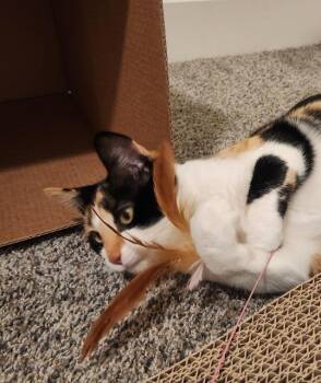 Domestic Short Hair Cats Available for Adoption - Ms. Pacman | PetCurious