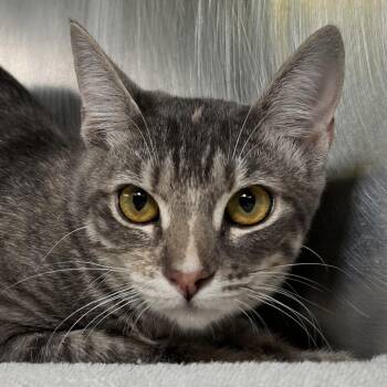 Babe -  Domestic Short Hair Cat for Adoption in Palm Springs, California - Babe | PetCurious