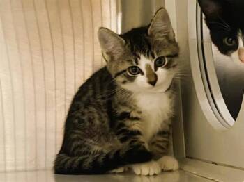 Domestic Short Hair Cats Available for Adoption in Tustin, California - ANNABELLE | PetCurious