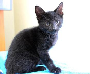 Domestic Short Hair Cats Available for Adoption in Mansfield, Massachusetts - Sharpie | PetCurious
