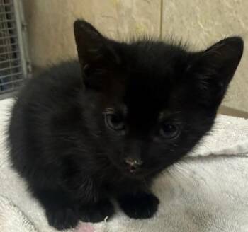 Honu -  Domestic Short Hair Cat for Adoption in Honolulu, Hawaii - Honu | PetCurious