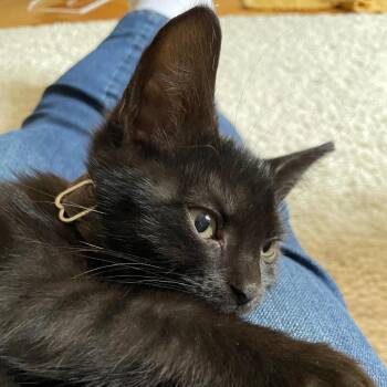 Story -  Domestic Short Hair Cat Available for Adoption in Evanston, Illinois - Story | PetCurious