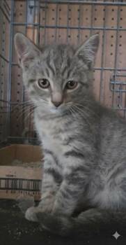 Ruby -  Domestic Short Hair Cat Available for Adoption in Olney, Illinois - Ruby | PetCurious