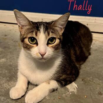 Thally -  Tabby Cat for Adoption in Palm Desert, California - Thally | PetCurious