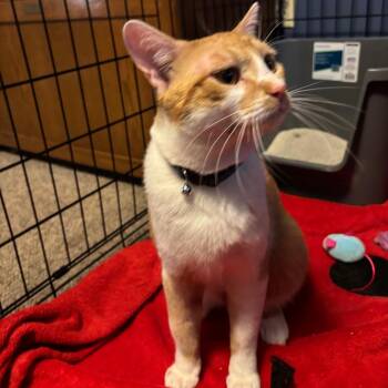 FOUND N Everett St, Le Roy, MN      (Thomas) -  Domestic Short Hair Cat for Adoption in Rochester, Minnesota - FOUND N Everett St, Le Roy, MN      (Thomas) | PetCurious
