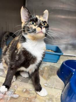 Sassy -  Domestic Short Hair Cat for Adoption in Hopkinsville, Kentucky - Sassy | PetCurious