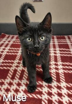 Domestic Short Hair Cats Available for Adoption in Sidney, Ohio - Muse | PetCurious