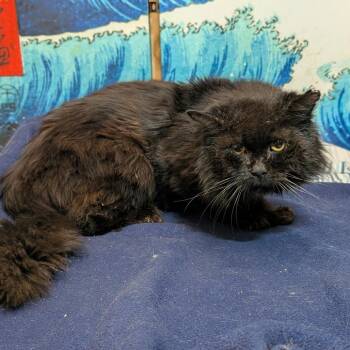 Domestic Medium Hair Cats Available for Adoption in Long Beach, California - Rocky | PetCurious
