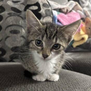 Max -  Domestic Short Hair Cat for Adoption in Kirksville, Missouri - Max | PetCurious