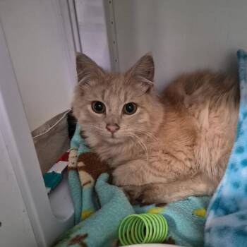 Paige -  Domestic Short Hair Cat for Adoption in Albert Lea, Minnesota - Paige | PetCurious