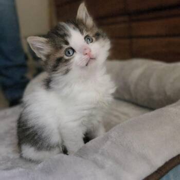 Fresca Werme -  Domestic Long Hair Cat for Adoption in Las Vegas, Nevada - Fresca Werme | PetCurious
