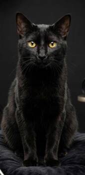 Domestic Medium Hair Cats Available for Adoption - HOLLOW | PetCurious