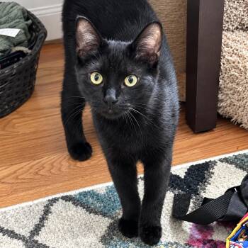 Benny -  Domestic Short Hair Cat for Adoption - Benny | PetCurious