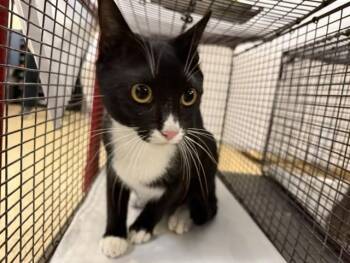 Domestic Short Hair Cats Available for Adoption in Doral, Florida - MAMA | PetCurious