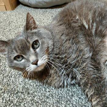 Tallulah C11733 -  Domestic Short Hair Cat for Adoption - Tallulah C11733 | PetCurious