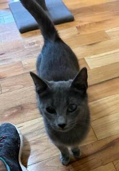 Sobel Mom -  Domestic Short Hair Cat Available for Adoption in Rome, Georgia - Sobel Mom | PetCurious